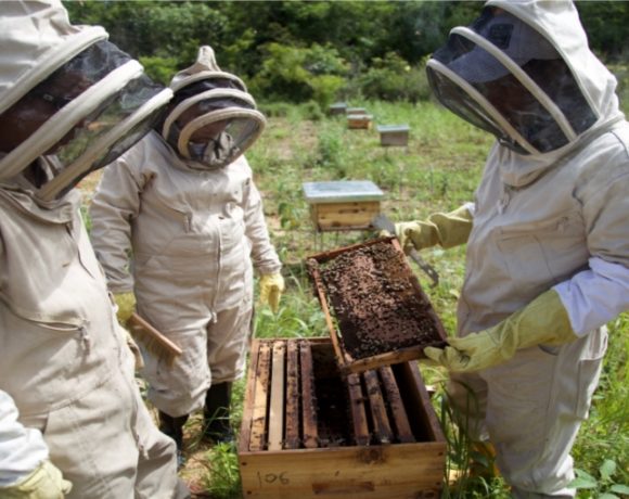 USAID-Mineros SA Beekeeping Aid Project Helps Convert Irregular Gold Miners