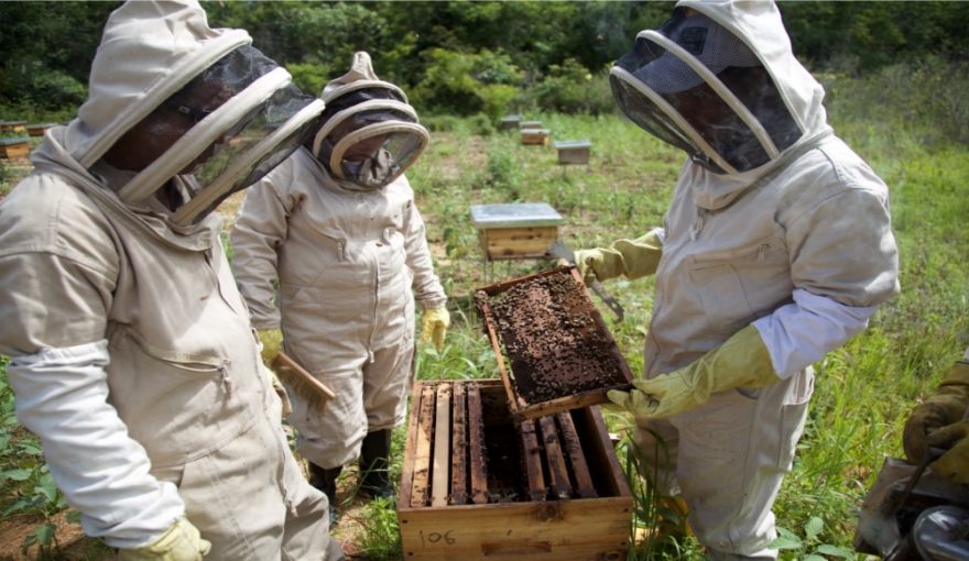 USAID-Mineros SA Beekeeping Aid Project Helps Convert Irregular Gold Miners