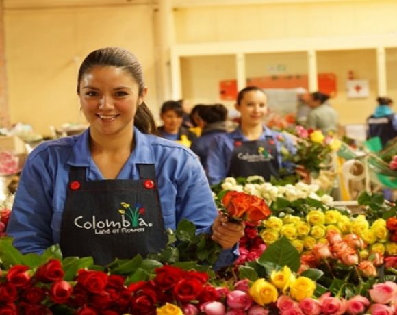 Antioquia’s Flower Producers Gear-up for Valentine’s Day Exports