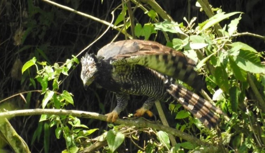 Black Hawk-Eagle (Immature Plumage)