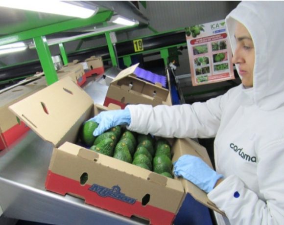 Cartama Hass Avocado Packing for Export