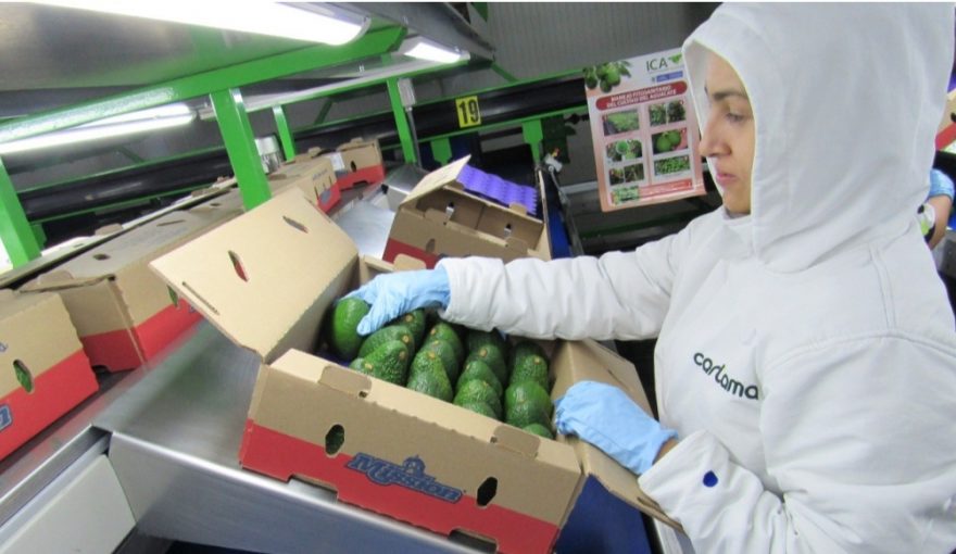Cartama Hass Avocado Packing for Export