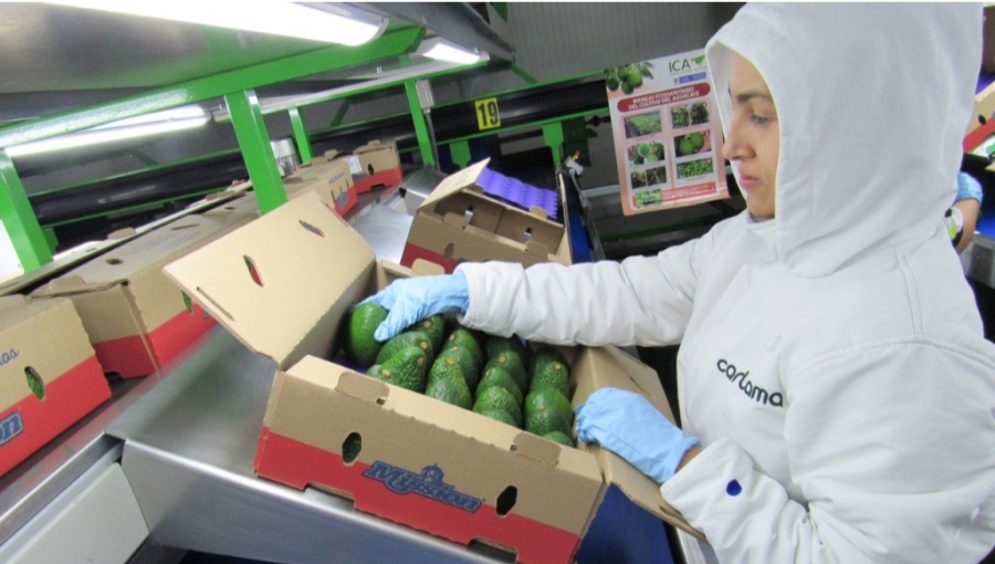 Cartama Hass Avocado Packing for Export