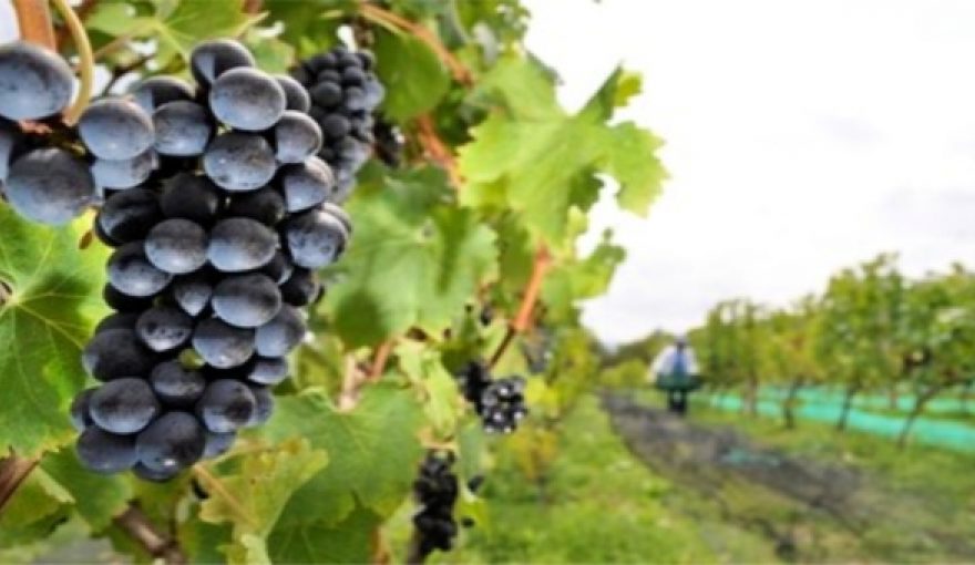 Wine Production Growing in Antioquia & Elsewhere in Colombia