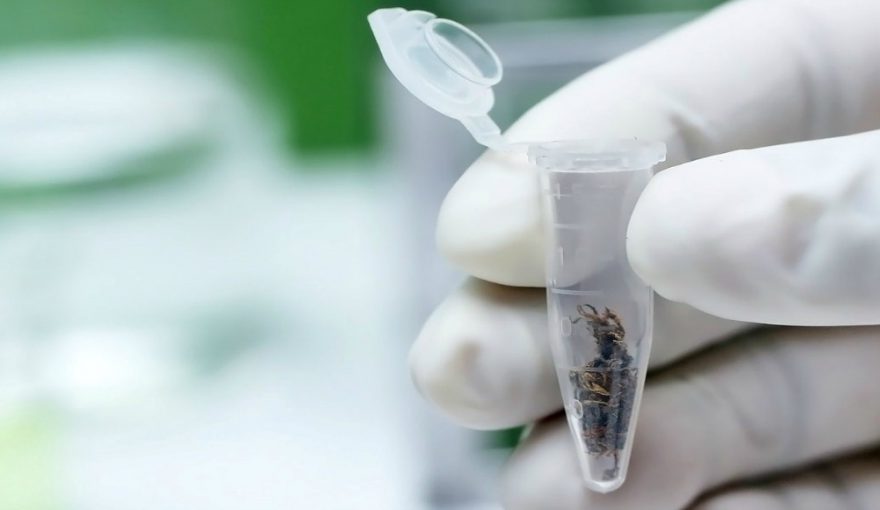 Medical Marijuana Business Expands in Medellin