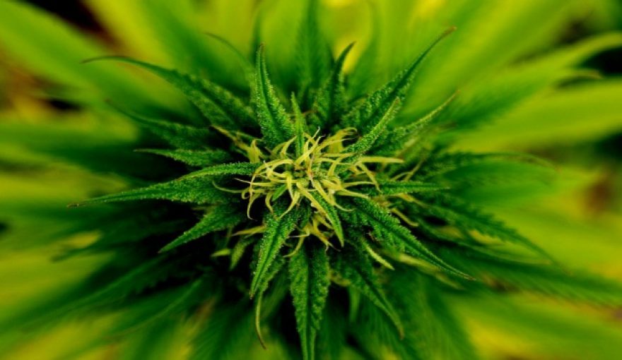 medical-marijuana