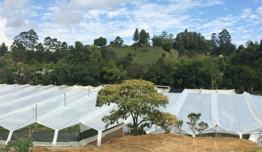 PharmaCielo Greenhouses in Rionegro, Antioquia