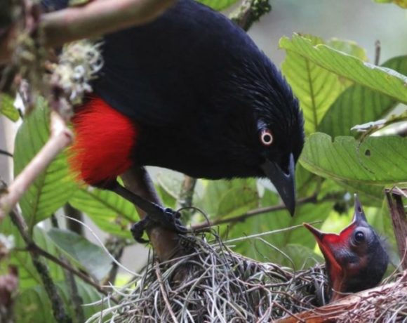 Medellin Ecotourism: Birding in Alto de San Miguel