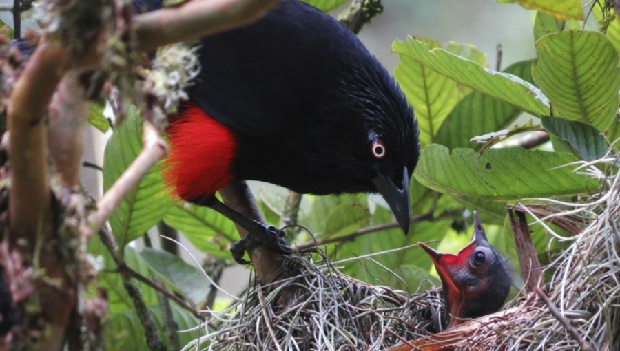 Medellin Ecotourism: Birding in Alto de San Miguel