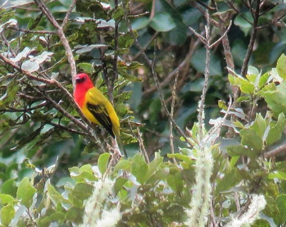 World Wildlife Fund to Medellin Bird Festival: Tremendous Birding-Tour Growth Potential Seen Here